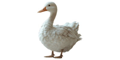 White duck isolated on transparent background. png
