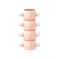 Spine backbone isolated on white background. vector