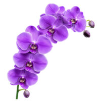 Purple orchids on a isolate transparent background png