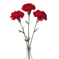 Red carnations in a clear glass vase, white isolate background png