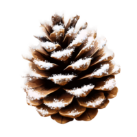 Brown Pine Cone with Snow in Realistic Style Isolated on Transparent Background png