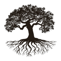 Tree With A Shadow Under It Top View png