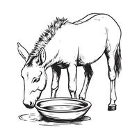 Donkey Drinking Water stock image isolated on white background vector