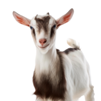 funny goat, full body, while looking at camera isolated background png