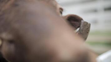 sheep with large curly horns and a tag in its ear looks at the camera, close-up video