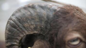sheep with large curly horns and a tag in its ear, close up video