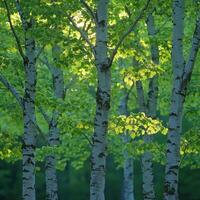 Lush green trees with delicate shades create serene atmosphere, showcasing beauty of nature. sunlight filters through leaves, enhancing tranquil scene photo