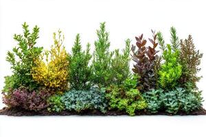 vibrant collection of various bushes showcasing lush greenery and colorful foliage, perfect for landscaping or garden design photo