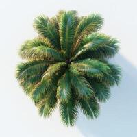 Lush palm tree viewed from above, showcasing vibrant green fronds and intricate leaf patterns, creating tropical and serene atmosphere photo
