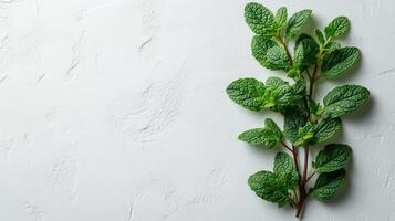 Fresh mint leaves on textured white background, showcasing vibrant green color and natural beauty. Perfect for culinary and decorative uses photo