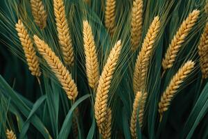 Golden wheat stalks surrounded by green leaves create vibrant agricultural scene, showcasing beauty of nature and bounty of harvest photo