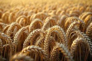 Golden wheat field swaying gently in breeze, showcasing nature beauty and abundance. warm sunlight enhances rich textures and colors of crops photo