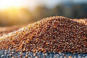 Close up of pile of quinoa grains, small and light, showcasing their unique texture and color in natural setting. warm sunlight enhances visual appeal photo