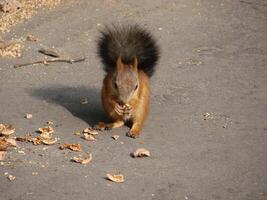 Squirrel close view background. Cute little squirrel in its natural habitat photo