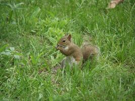 Squirrel close view background. Cute little squirrel in its natural habitat photo