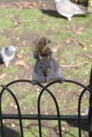 Squirrel close view background. Cute little squirrel in its natural habitat photo