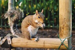 Squirrel close view background. Cute little squirrel in its natural habitat photo