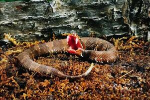 Snake close view, dangerous snake in its natural habitat background photo