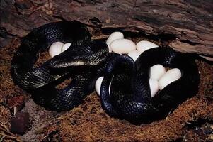 Snake close view, dangerous snake in its natural habitat background photo