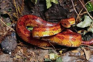Snake close view, dangerous snake in its natural habitat background photo