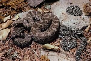 Snake close view, dangerous snake in its natural habitat background photo