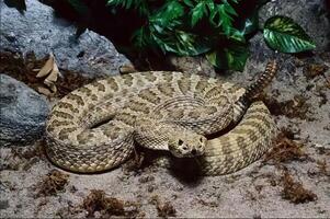 Snake close view, dangerous snake in its natural habitat background photo
