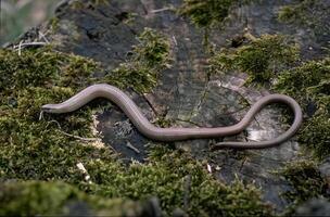 Snake close view, dangerous snake in its natural habitat background photo
