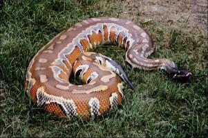Snake close view, dangerous snake in its natural habitat background photo