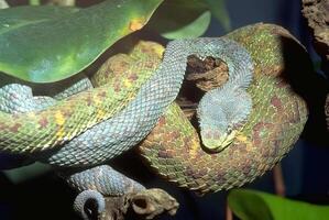 Snake close view, dangerous snake in its natural habitat background photo