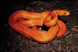 Snake close view, dangerous snake in its natural habitat background photo