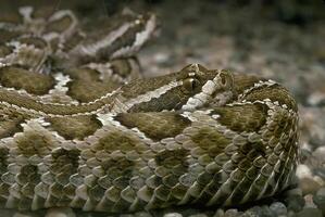 Snake close view, dangerous snake in its natural habitat background photo