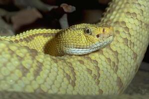 Snake close view, dangerous snake in its natural habitat background photo