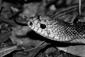 Snake close view, dangerous snake in its natural habitat black and white monochrome grayscale background photo