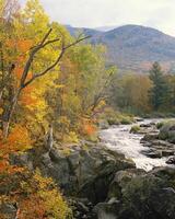 Serene Mountain Oasis. A Tranquil Stream Surrounded by Lush Greenery and Sunlight photo