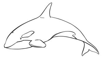 logo of marine animal killer whale. Stylized linear illustration of Orca. Killer whale, sea predator jumping out of water with curved tail. Hand drawn, imitation of engraving technique. vector