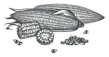 Composition with whole corn cobs with leaves, pieces and kernels lying on the table. Old drawing in retro engraving style. Hand drawn realistic sketch with ink. Popcorn line drawing for baking. vector