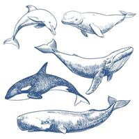 Marine mammals set. Hand drawn sketch illustration of whales and dolphin. Sperm whale, humpback whale, dolphin, beluga, orca. Monochrome ink drawing, imitation of engraving. vector