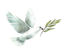 Pigeon with olive green branch. White flying dove bird, symbol of peace, religious sign. Watercolor hand drawn illustration for card, invitation for first communion, Baptism. Isolated from background png