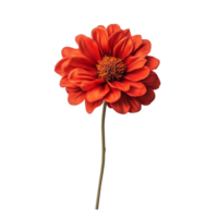 Captivating Vibrant Orange Flower with Elegant Petals png