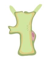 Illustration of hydra structure on white background. vector