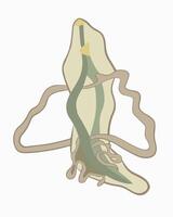 Illustration of the structure of a roundworm on a white background. vector