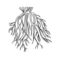 Illustration of the fibrous root system on a white background. vector