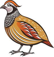 illustration of quail isolated on white background vector