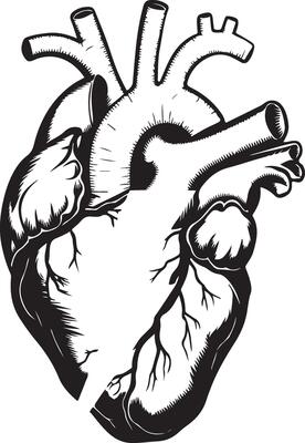 A drawing of a heart illustration