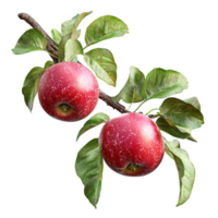 Two apples are on a branch png