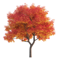 A tree with red leaves on it png