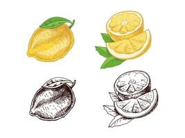 Hand-Drawn Citrus Sketch. Lemons, Leaves, and Grapefruit for Posters and Labels vector