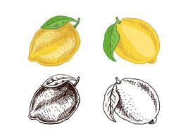 Artistic Lemon and Citrus Sketch. Perfect for Menus and Design Projects vector