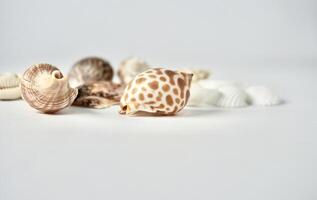 Group of snail sea shells objects isolated on horizontal copy spaced white background. photo
