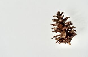 Decorative one brown pine cone seed object isolated on horizontal copy spaced white background. photo